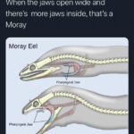 moray eel tweet