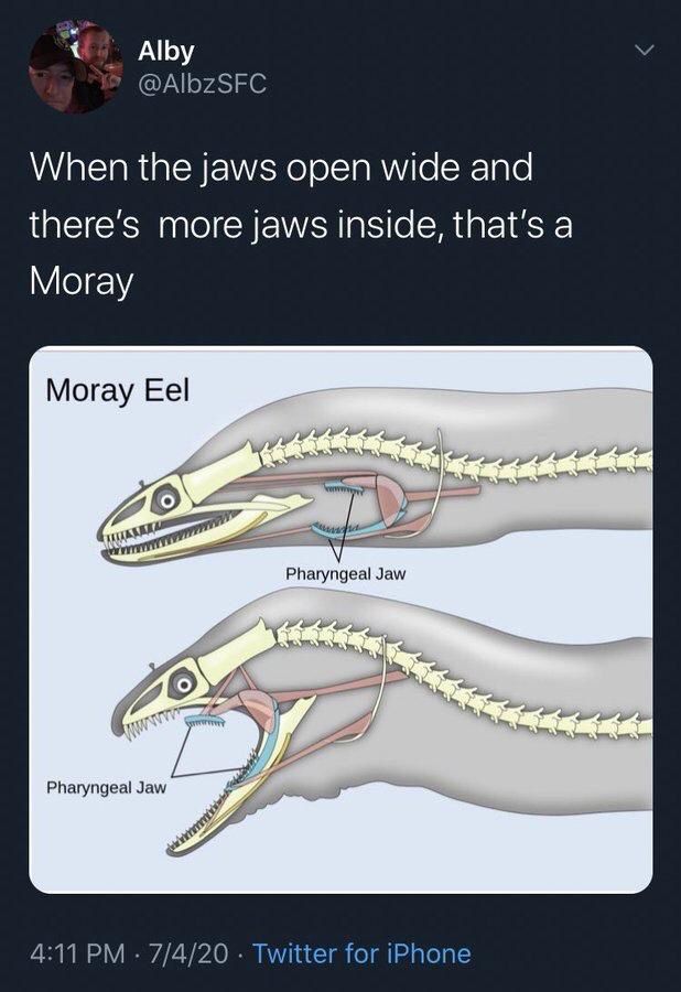 moray eel tweet